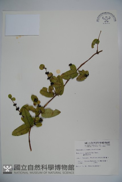 無梗忍冬藏品圖，第1張