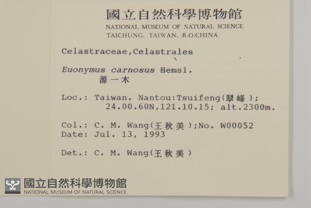 厚葉衛矛, 源一木藏品圖，第2張