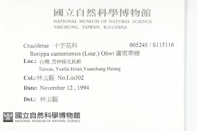 廣東葶藶藏品圖，第2張