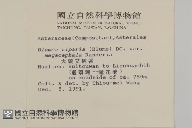 大頭艾納香藏品圖，第2張