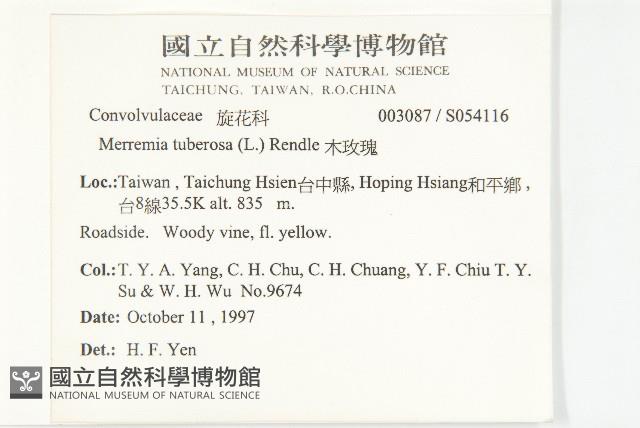 姬旋花、木玫瑰藏品圖，第5張