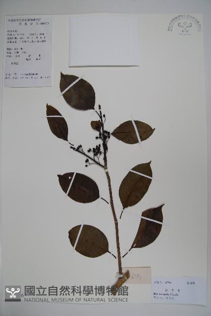 鐵冬青藏品圖，第1張