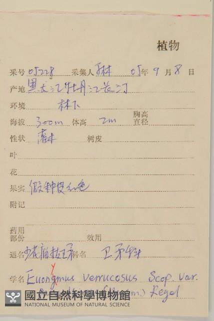 少花瘤枝衛矛藏品圖，第2張
