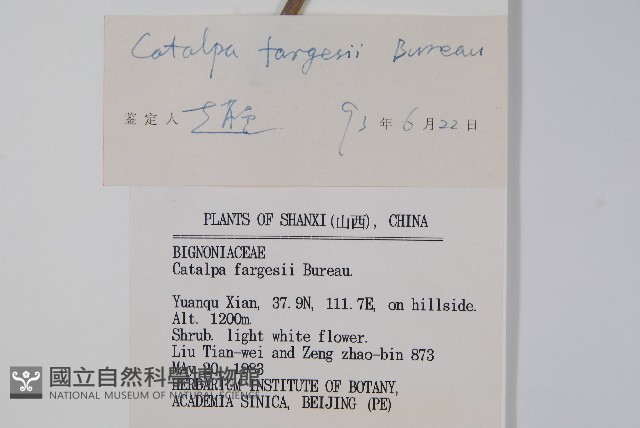 灰楸藏品圖，第2張