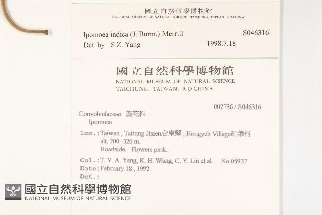 銳葉牽牛藏品圖，第2張