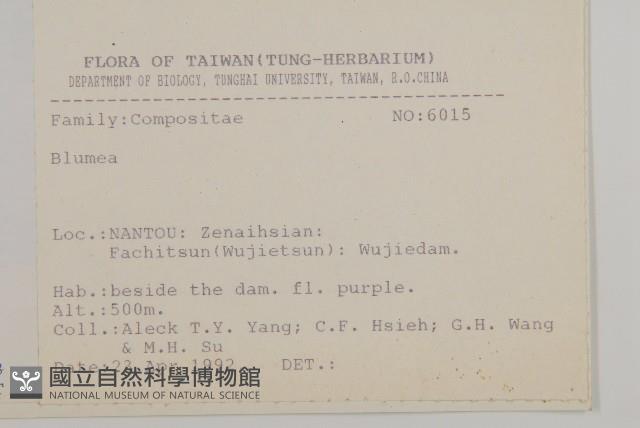 柔毛艾納香藏品圖，第2張