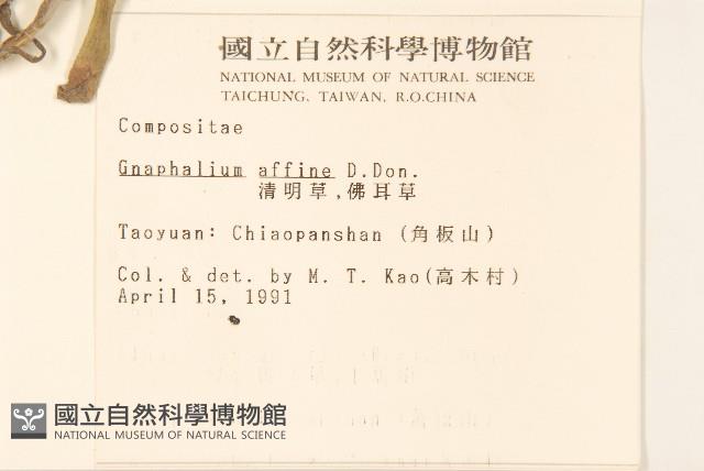 鼠麴草藏品圖，第2張