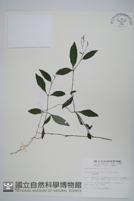 針刺草藏品圖，第1張