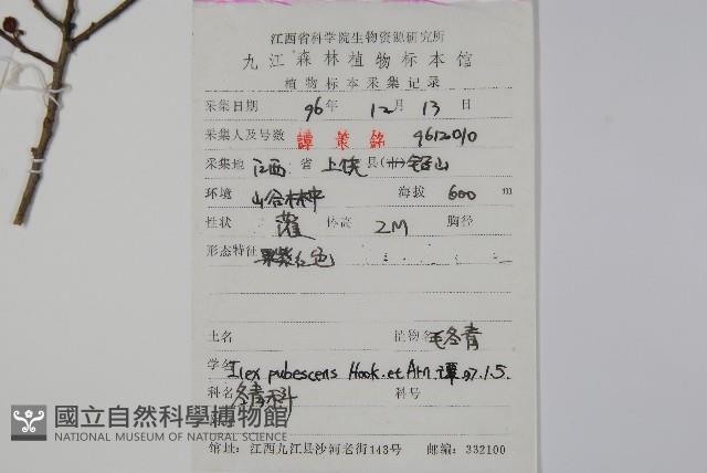 密毛假黃楊藏品圖，第2張