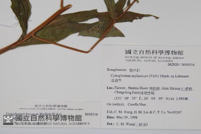 琉璃草藏品圖，第2張