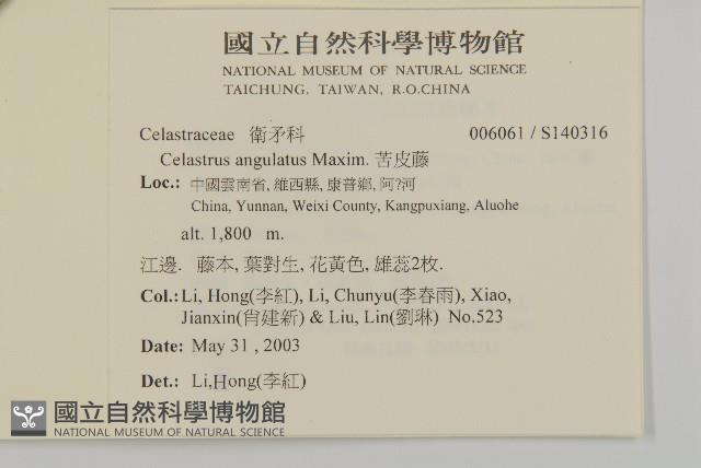 苦皮藤藏品圖，第2張