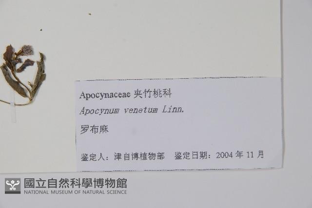 羅布麻藏品圖，第2張