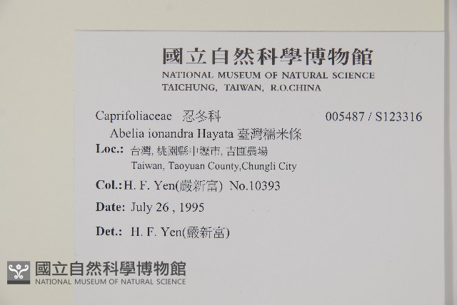 臺灣糯米條藏品圖，第2張