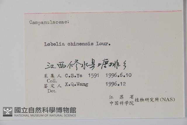 半邊蓮、鐮磨仔草藏品圖，第2張