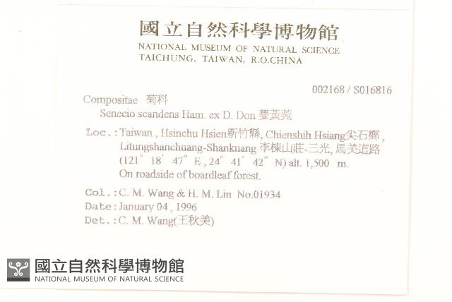 蔓黃菀藏品圖，第2張