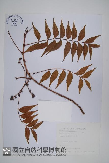 黃連木、爛心木藏品圖，第1張