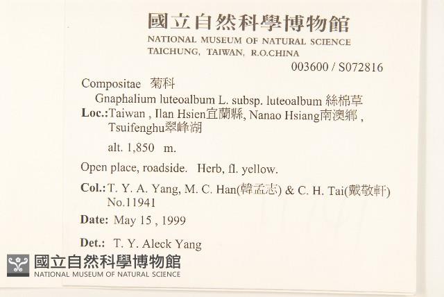 絲綿草藏品圖，第2張