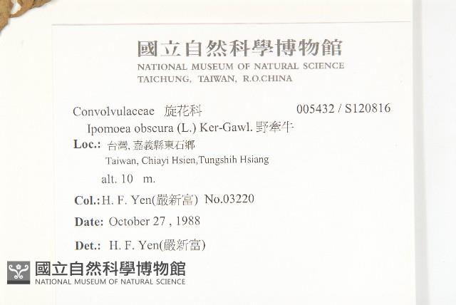 野牽牛藏品圖，第2張