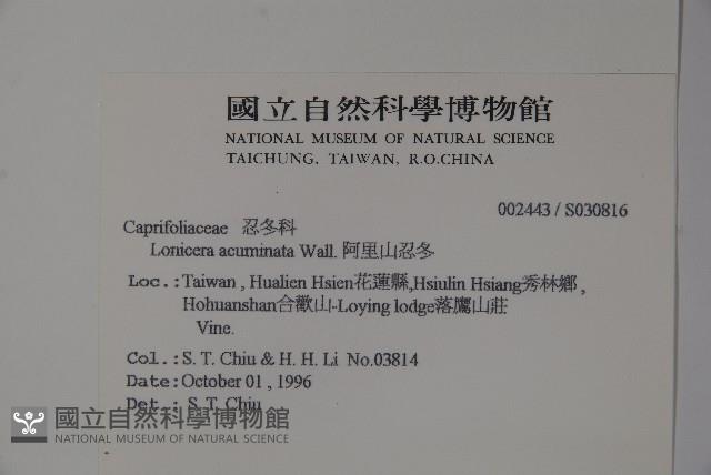 阿里山忍冬、漸尖葉忍冬藏品圖，第2張