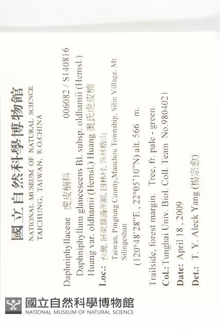 奧氏虎皮楠藏品圖，第2張