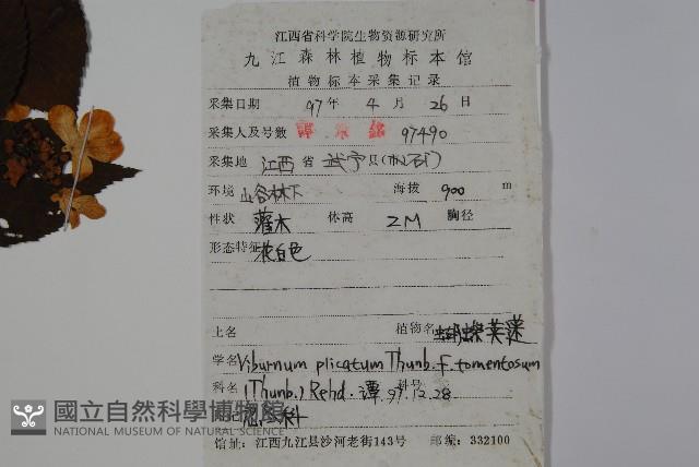 蝴蠂莢迷藏品圖，第2張