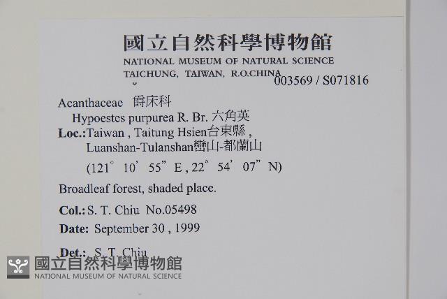 六角英, 槍刀菜藏品圖，第2張