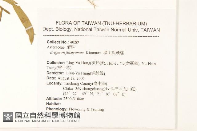 福山氏飛蓬藏品圖，第2張