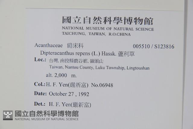 蘆利草藏品圖，第2張