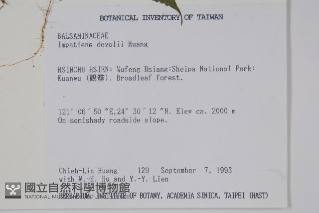 棣慕華鳳仙花藏品圖，第2張