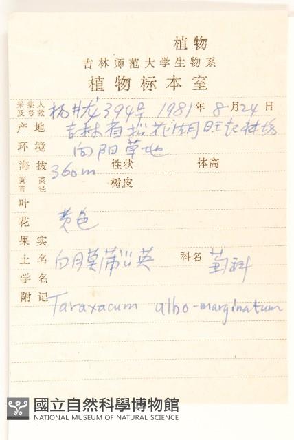 白膜蒲公英藏品圖，第2張