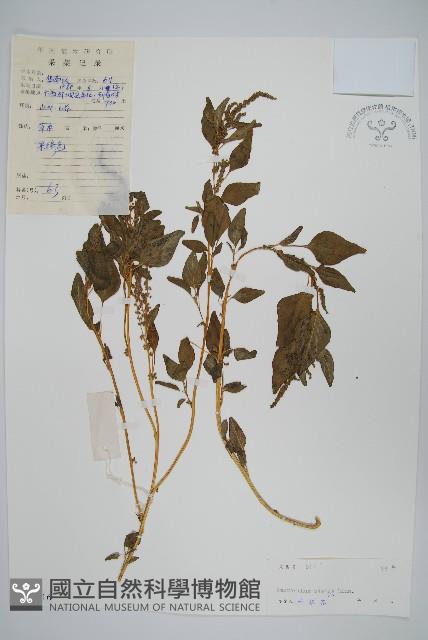 野莧菜藏品圖，第1張