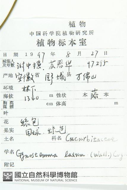 光葉絞股藍藏品圖，第2張