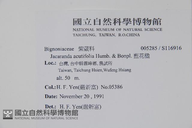 藍花楹藏品圖，第2張