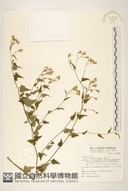 小蔓黃苑藏品圖，第1張