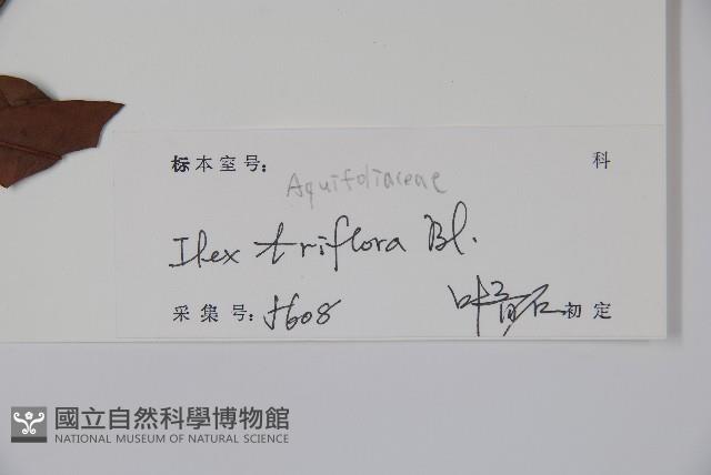 三花冬青藏品圖，第2張