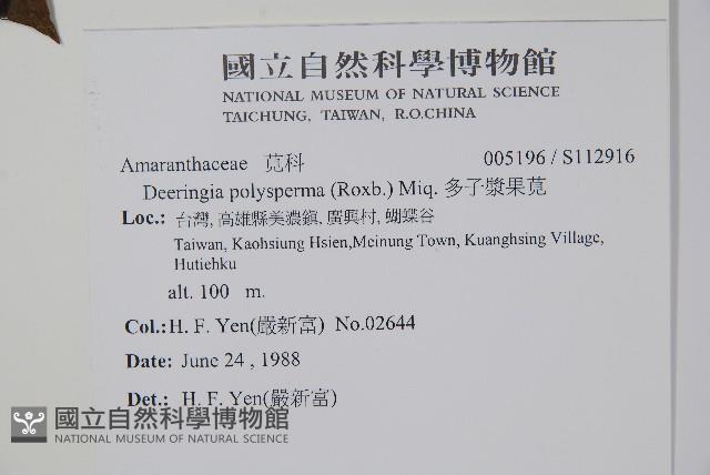 多子漿果莧藏品圖，第2張