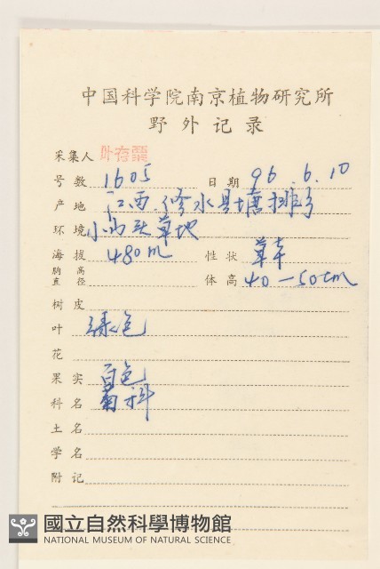 毛大丁草藏品圖，第2張