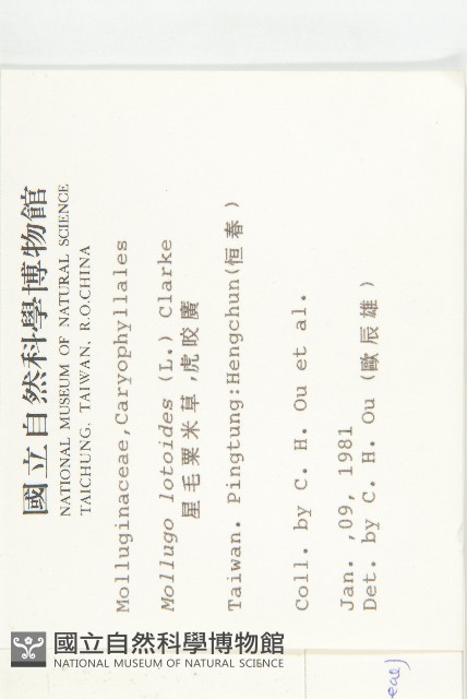 伯格草藏品圖，第2張