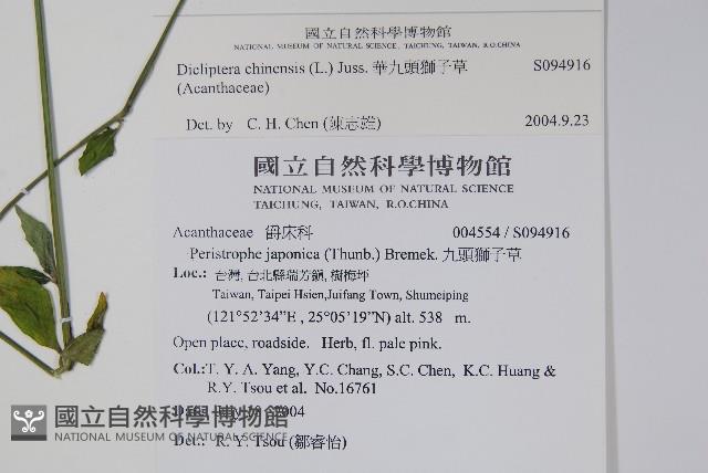 華九頭獅子草藏品圖，第2張