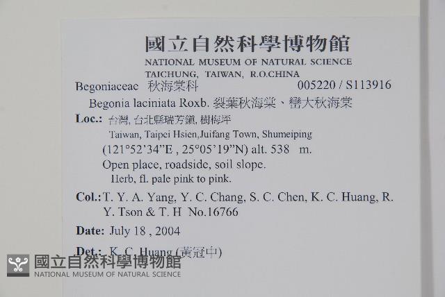 裂葉秋海棠、巒大秋海棠藏品圖，第2張