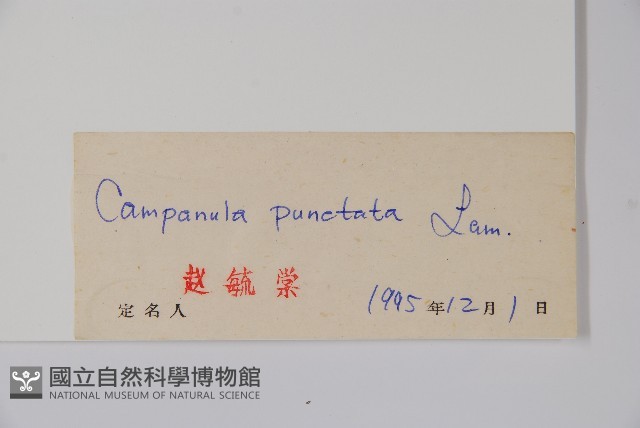 紫斑風鈴草藏品圖，第2張