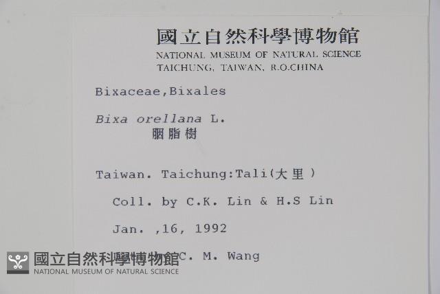 臙脂樹藏品圖，第2張