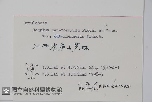 川榛藏品圖，第2張