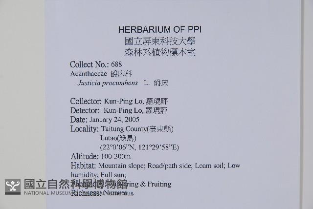 爵床藏品圖，第2張