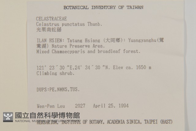 光果南蛇藤藏品圖，第2張