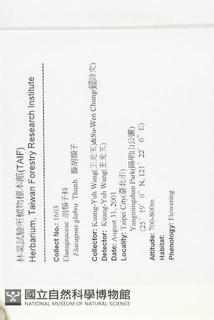 鄧氏胡頹子藏品圖，第2張