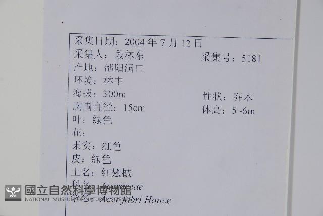 紅翅槭藏品圖，第2張