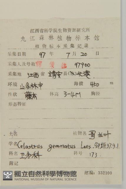 哥蘭葉藏品圖，第2張