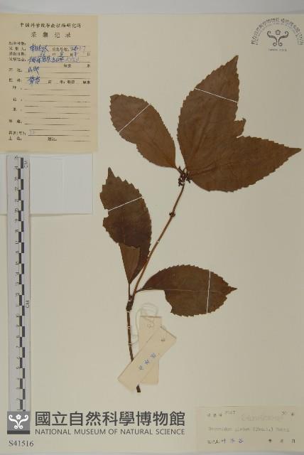 草珊瑚、紅果金粟蘭藏品圖，第1張