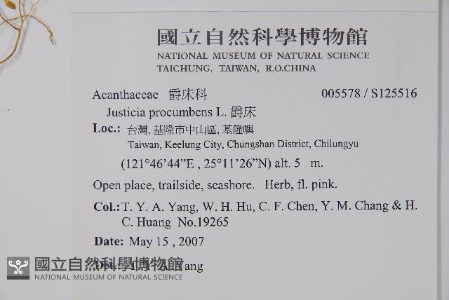 爵床藏品圖，第2張